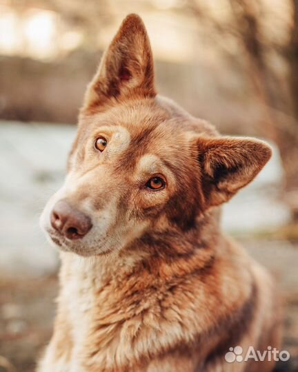 Собака в добрые руки