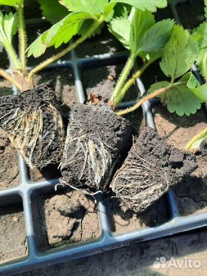 Рассада клубники