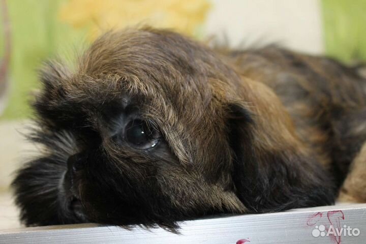 Мальчик ши тцу