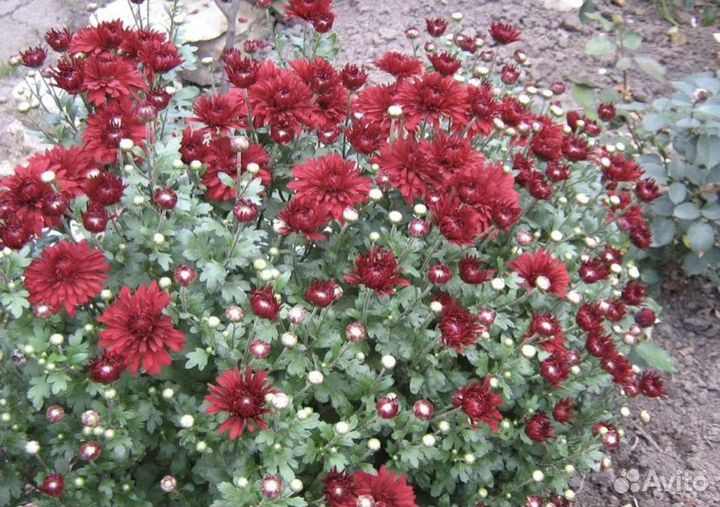 Хризантема садовая
