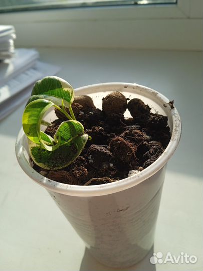 Фикус Ирен росток