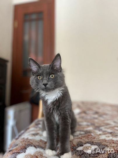 Котенок мейн-кун