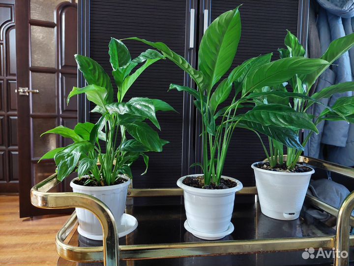 Спатифиллум