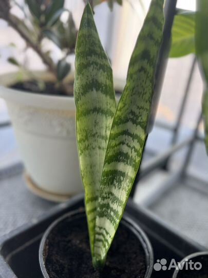 Сансевиерия (тещин язык) взрослое растение