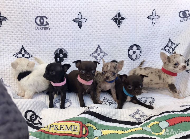 Супер мини чихуахуа