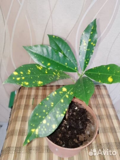 Продаю цветы комнатные в горшках