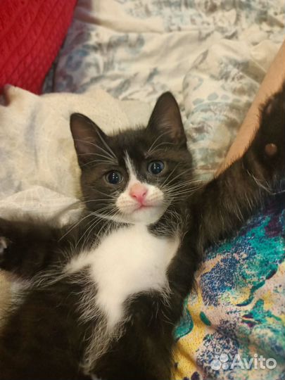 Котик в добрые руки