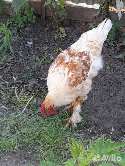 Молодые петушки