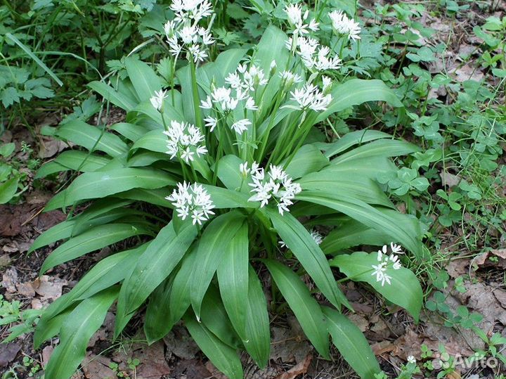 Луковичные растения (цветы и покушать)