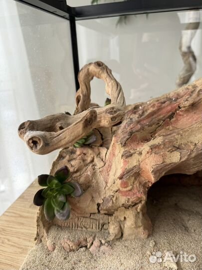 Террариум для эублефара бу