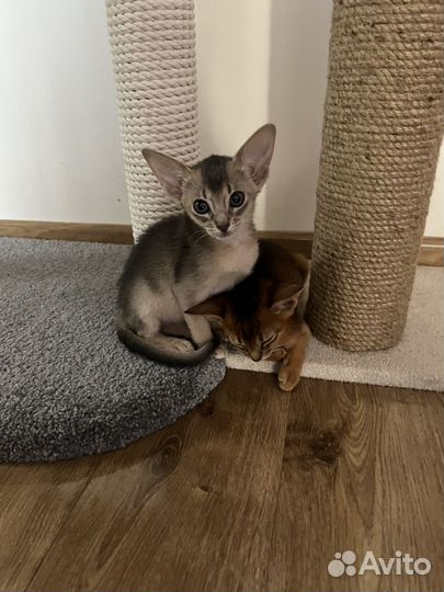 Абиссинские котята WCF