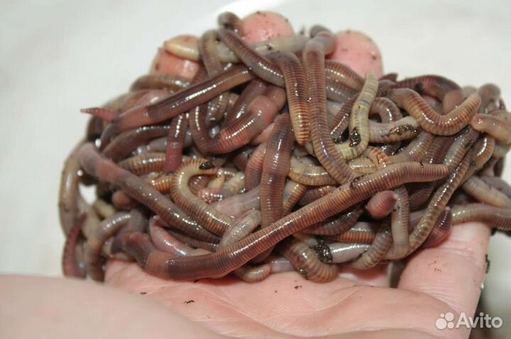 Червь дендробена