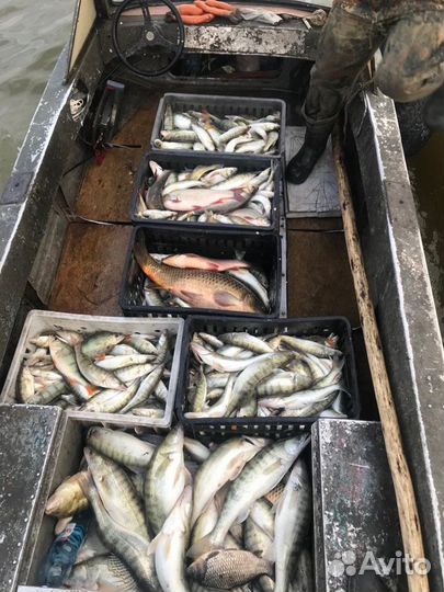 Рыба свежемороженая охлажденая