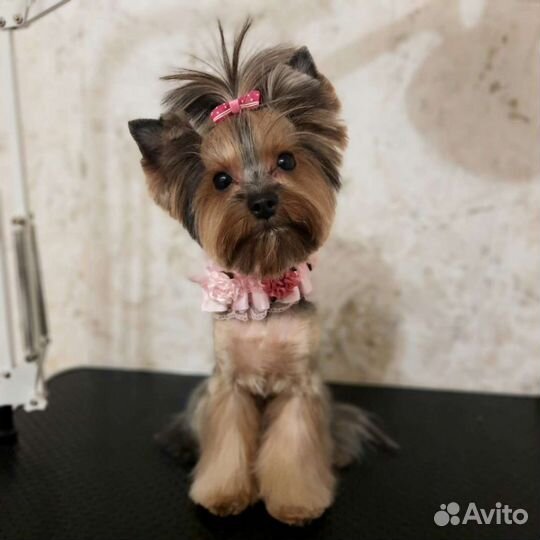 Стрижка собак и кошек