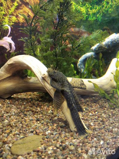 Аквариумные рыбки