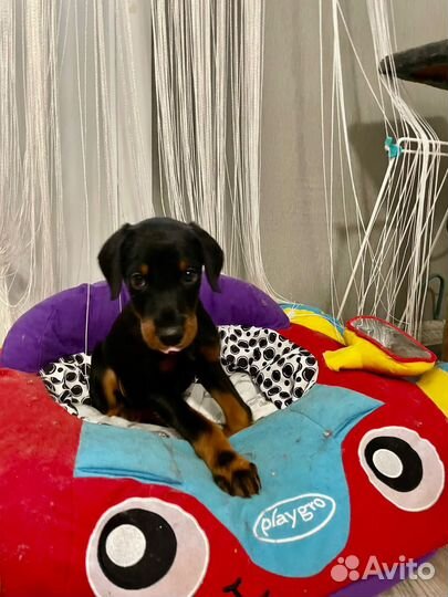 Щенки добермана