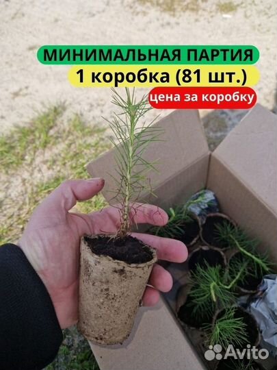 Саженцы ели зкс