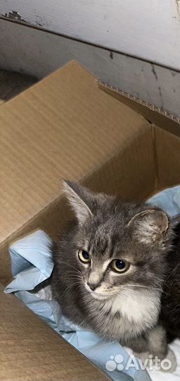 Котенок мальчик в добрые руки