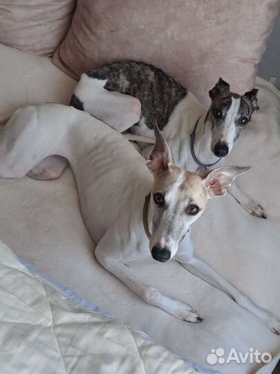 Передержка собак и кошек