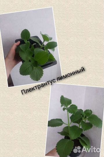 Комнатная мята плектрантус