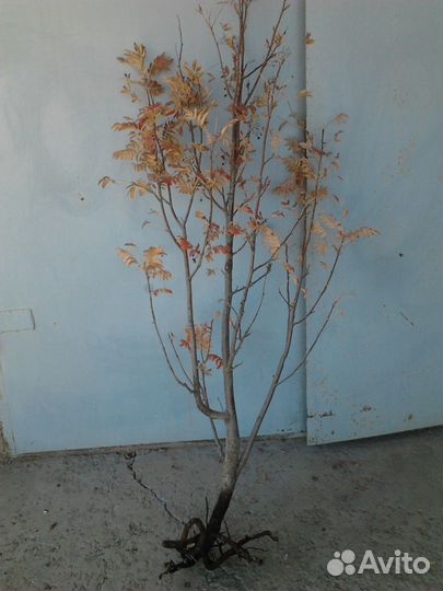 Рябина, Сирень, Шиповник, Вишня, Ирга