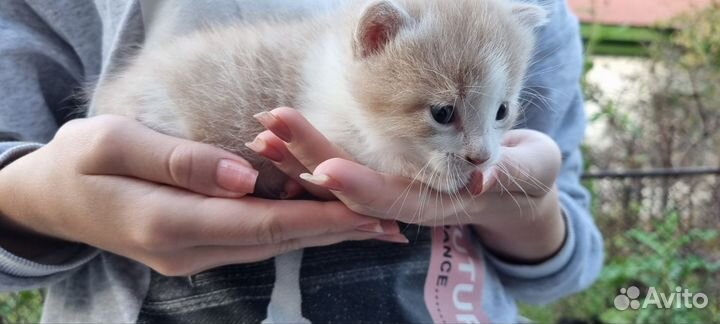 Отдам котёнка