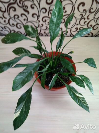 Спатифиллум домино