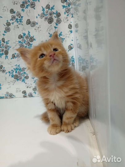 Котята мейн-кун