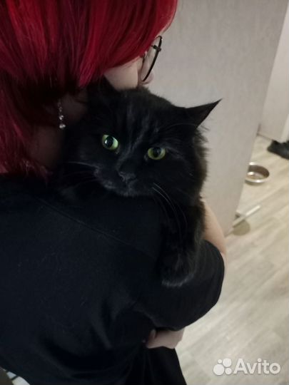 Кошечка в добрые руки