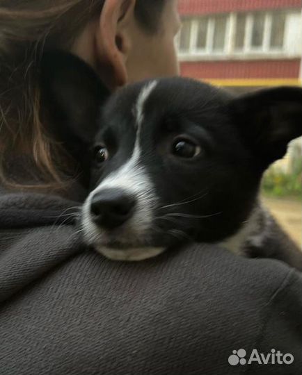 Отдам в добрые руки