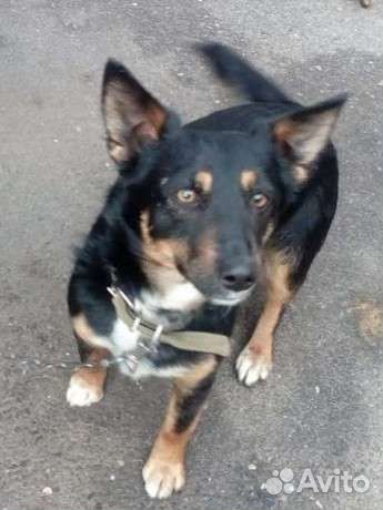 Жулька ищет дом