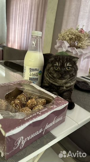 Шотландский кот вязка