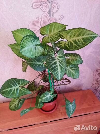 Цветок Сингониум