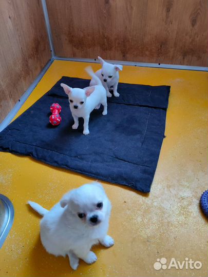 Щенки чихуахуа- красивые как папа