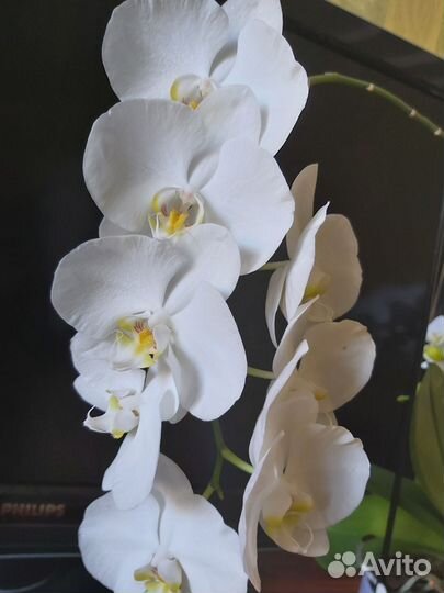 Орхидея фаленопсис