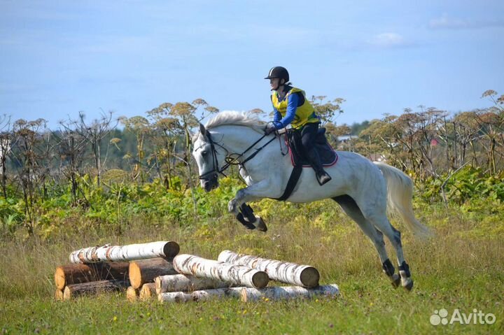 Конные прогулки,обучение верховой езде