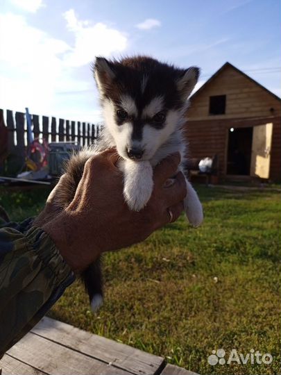 Собаки хаски щенки