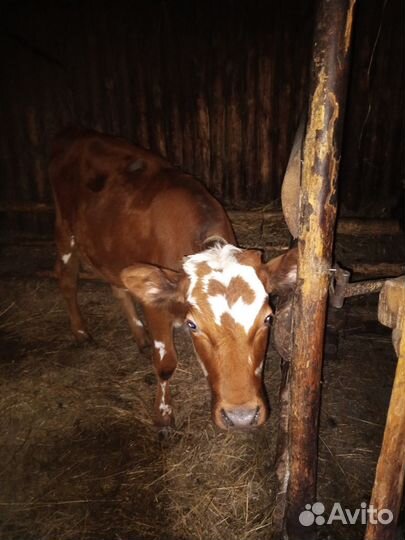 Корова высокоудойная