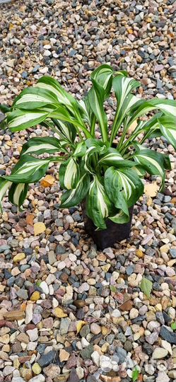 Хоста гортензия