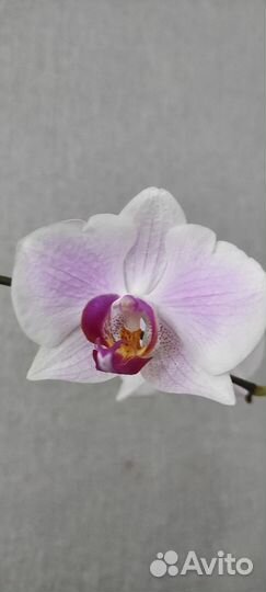 Орхидея