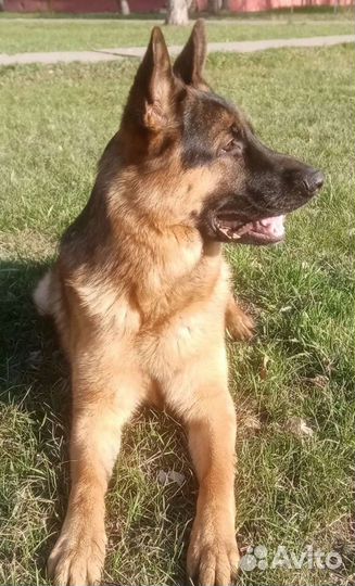 Немецкая овчарка вязка