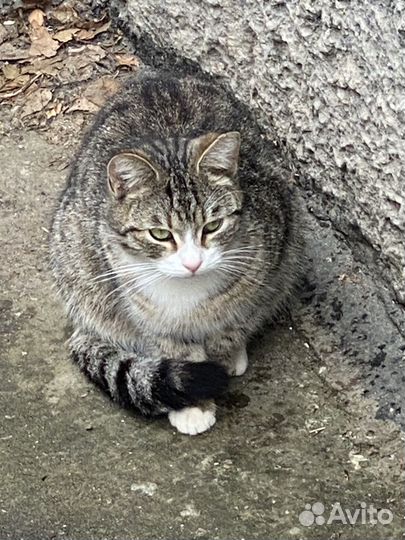 Кошка в дар