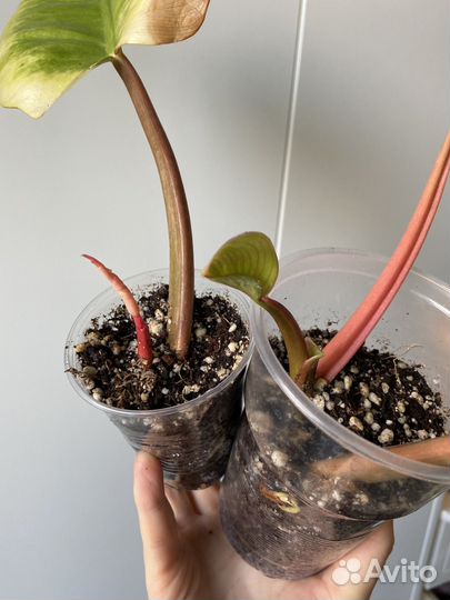 Филодендрон пин тонг