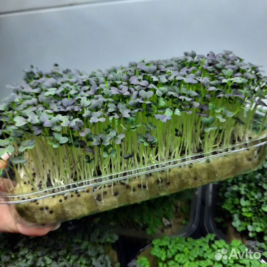 Микрозелень разных культур
