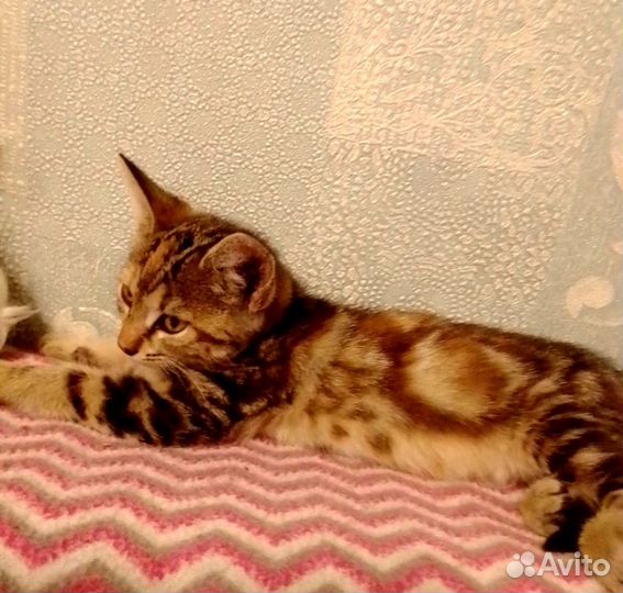 Котёнок девочка с красивым окрасом