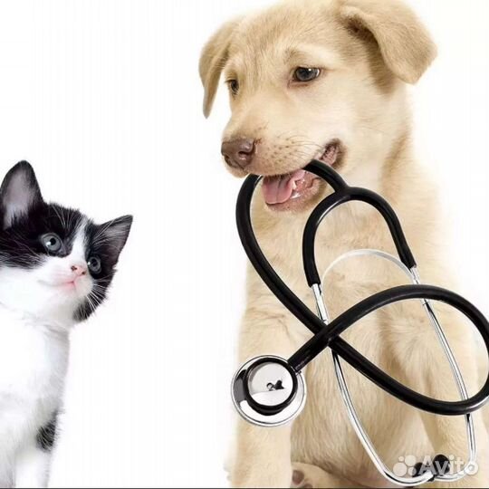 Кастрация и стерилизация