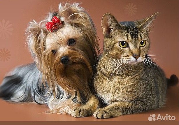 Домашняя студия груминга