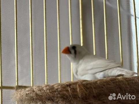 Зебровые амадины