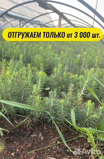 Саженцы сосны зкс