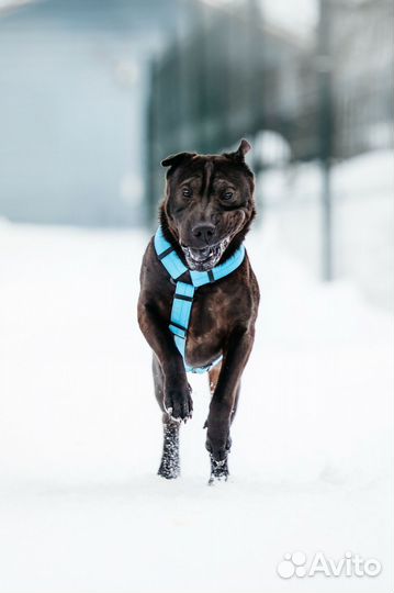 Шарпей Волик